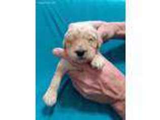 Goldendoodle Puppy for sale in Farragut, IA, USA