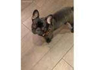 French Bulldog Puppy for sale in Pembroke Pines, FL, USA