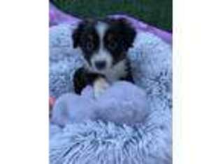 Miniature Australian Shepherd Puppy for sale in Moreno Valley, CA, USA