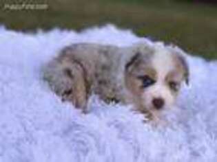Miniature Australian Shepherd Puppy for sale in Ponce De Leon, FL, USA