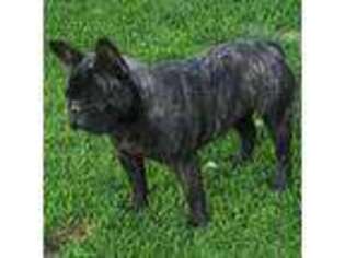 French Bulldog Puppy for sale in Quincy, WA, USA