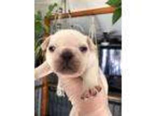 French Bulldog Puppy for sale in Lincoln, RI, USA