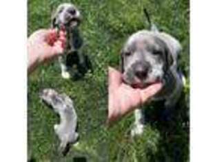 Great Dane Puppy for sale in Shreveport, LA, USA