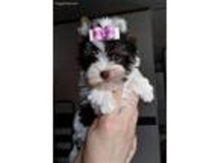 Biewer Terrier Puppy for sale in Burton, MI, USA