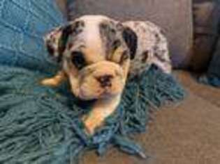 Bulldog Puppy for sale in Hart, MI, USA