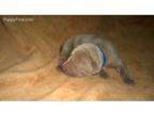 Weimaraner Puppy for sale in Kingsland, TX, USA