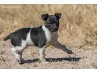 Rat Terrier Puppy for sale in Pine Valley, CA, USA