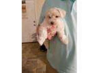 Mutt Puppy for sale in Lacombe, LA, USA