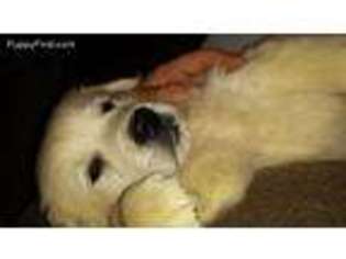 Golden Retriever Puppy for sale in Vassalboro, ME, USA