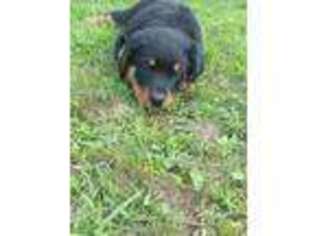 Rottweiler Puppy for sale in Camden, NY, USA