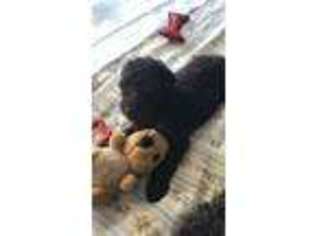 Labradoodle Puppy for sale in Palm Coast, FL, USA
