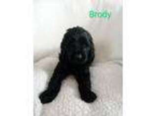 Goldendoodle Puppy for sale in Las Vegas, NV, USA