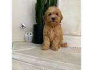 Goldendoodle Puppy for sale in San Diego, CA, USA