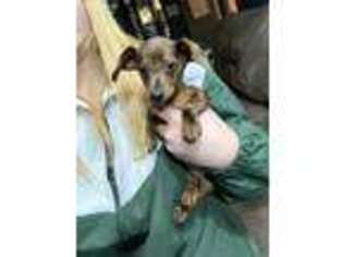 Dachshund Puppy for sale in Claymont, DE, USA