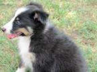 Shetland Sheepdog Puppy for sale in Carney, OK, USA