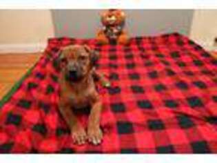 Rhodesian Ridgeback Puppy for sale in Worcester, NY, USA