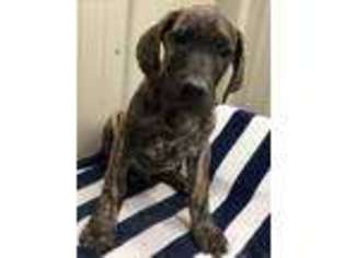 Great Dane Puppy for sale in Rochester, IN, USA