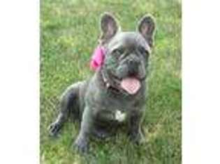 French Bulldog Puppy for sale in Shelbyville, IL, USA