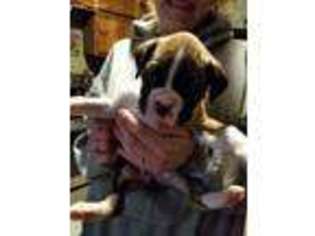 Boxer Puppy for sale in Oneco, CT, USA