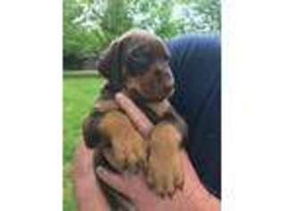 Doberman Pinscher Puppy for sale in Richmond, IN, USA