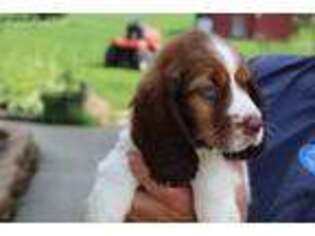 English Springer Spaniel Puppy for sale in Butler, PA, USA