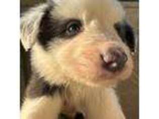 Border Collie Puppy for sale in Los Alamitos, CA, USA