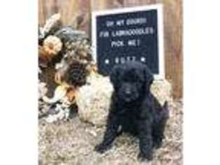Labradoodle Puppy for sale in Bainbridge, GA, USA