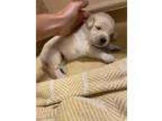 Golden Retriever Puppy for sale in Marion, NC, USA
