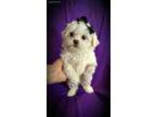 Maltese Puppy for sale in Hornbeak, TN, USA