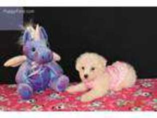 Bichon Frise Puppy for sale in Alexis, NC, USA