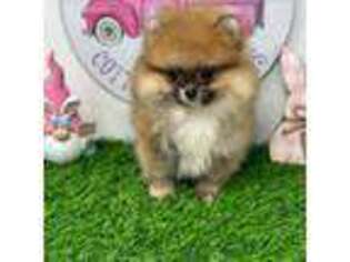 Pomeranian Puppy for sale in Ector, TX, USA