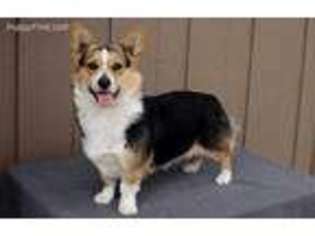 Pembroke Welsh Corgi Puppy for sale in Bowling Green, OH, USA