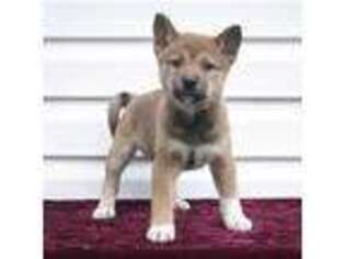 Shiba Inu Puppy for sale in Sugarcreek, OH, USA