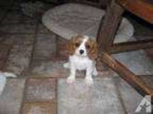 Cavalier King Charles Spaniel Puppy for sale in MANVEL, TX, USA