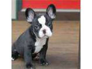 French Bulldog Puppy for sale in Huntington, NY, USA
