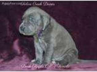Great Dane Puppy for sale in Burlington, NC, USA