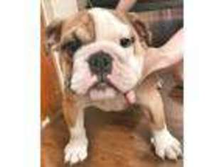 Bulldog Puppy for sale in Killeen, TX, USA