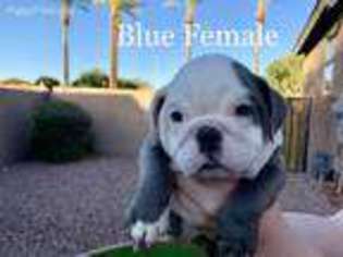 Bulldog Puppy for sale in Peoria, AZ, USA