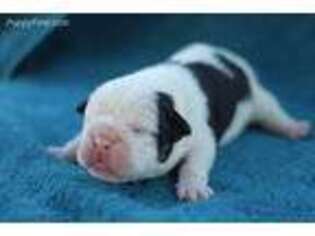 Bulldog Puppy for sale in Athens, TN, USA