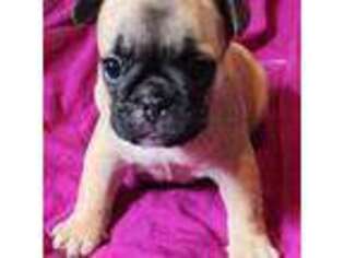 French Bulldog Puppy for sale in Panama City, FL, USA