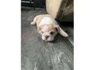 Bulldog Puppy for sale in Endwell, NY, USA