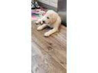 Golden Retriever Puppy for sale in Sayville, NY, USA