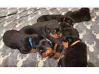 Rottweiler Puppy for sale in Rockford, MI, USA