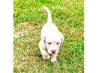 Labrador Retriever Puppy for sale in Ludowici, GA, USA