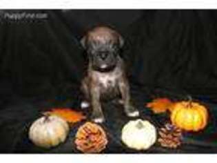 Boxer Puppy for sale in Orleans, MI, USA
