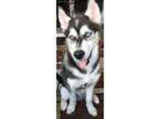 Siberian Husky Puppy for sale in Columbia, MO, USA