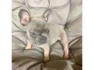 French Bulldog Puppy for sale in Beaumont, TX, USA