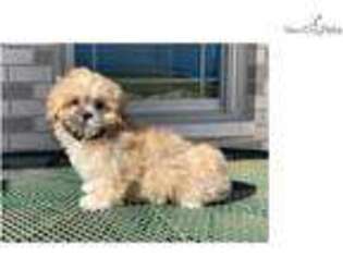 Lhasa Apso Puppy for sale in South Bend, IN, USA