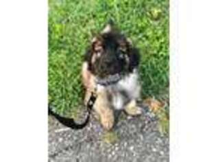 Leonberger Puppy for sale in Newton, UT, USA