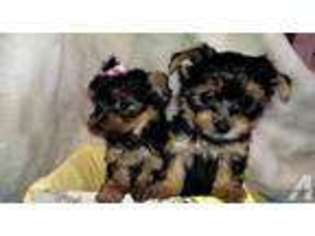 Yorkshire Terrier Puppy for sale in MULESHOE, TX, USA